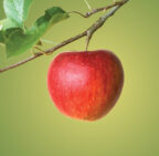 The Amazing Apple: Nutritious and Delicious